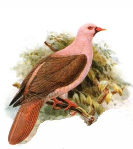 Pink Pigeon